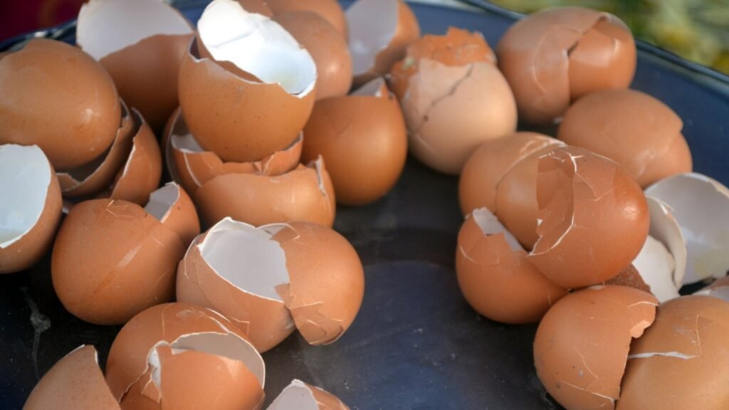 Egg shells ready for the compost